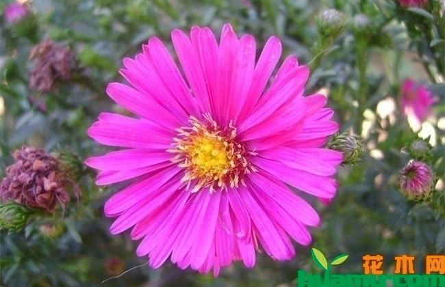 荷兰菊