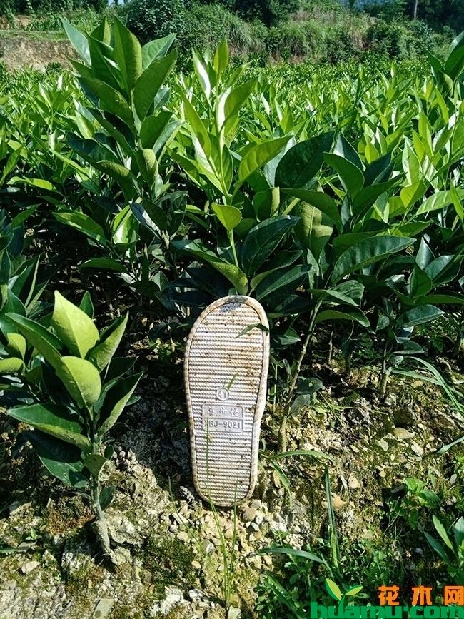 赣南脐橙 赣南脐橙