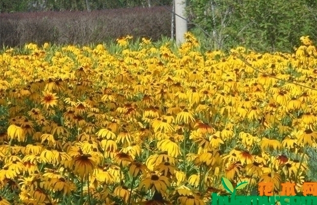 2019年黑心菊种子行情分析