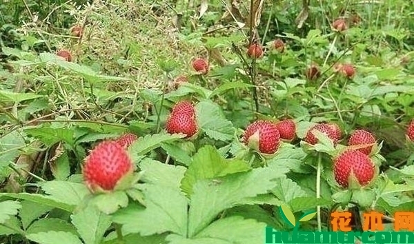 蛇莓价格多少钱一斤