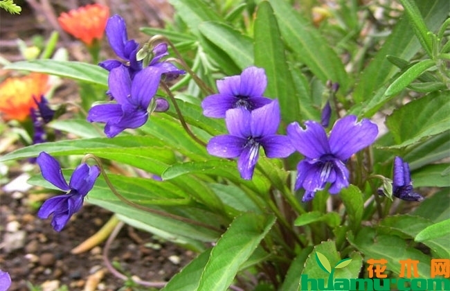 紫花地丁