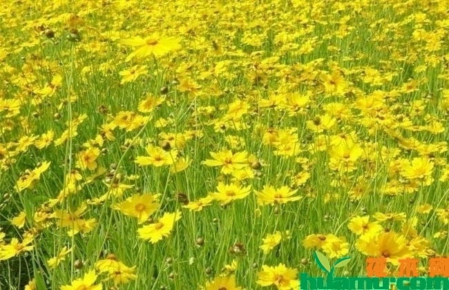 金鸡菊种子价格多少钱一斤？金鸡菊种子采收方法