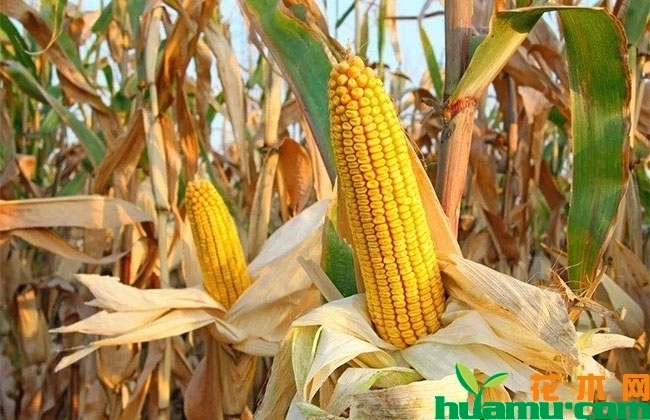 玉米秋季收购价多少钱一斤?2019年种植玉米补贴多少钱? 玉米秋季收购价多少钱一斤?2019年种植玉米补贴多少钱?