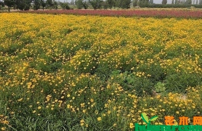 金鸡菊价格