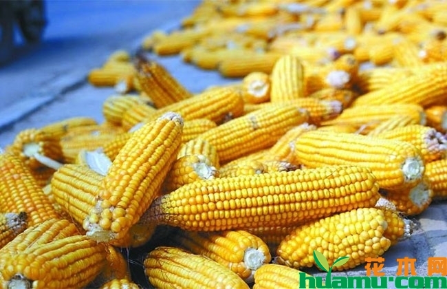 玉米秋季收购价多少钱一斤?2019年种植玉米补贴多少钱? 玉米秋季收购价多少钱一斤?2019年种植玉米补贴多少钱?
