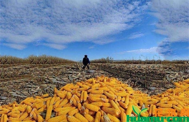 玉米秋季收购价多少钱一斤?2019年种植玉米补贴多少钱? 玉米秋季收购价多少钱一斤?2019年种植玉米补贴多少钱?