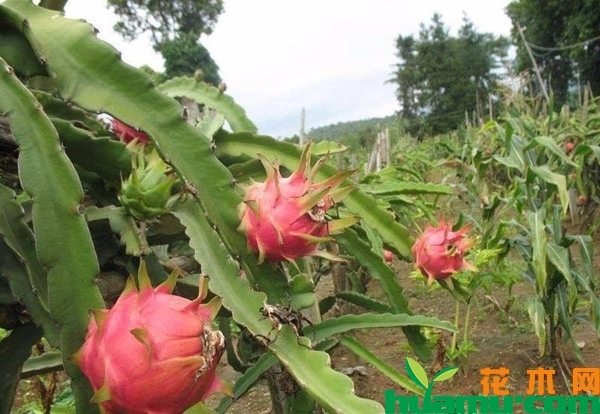 火龙果