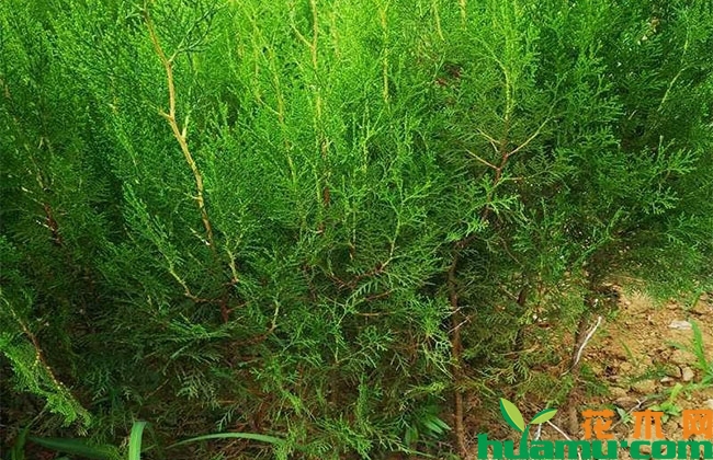 侧柏多少钱一棵？侧柏的种植前景如何