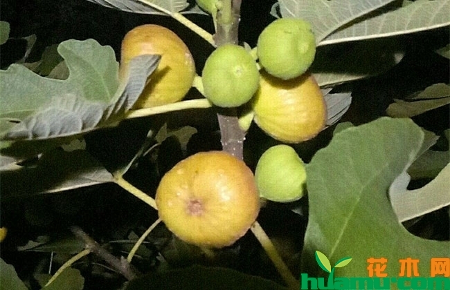 口感最好的无花果品种 口感最好的无花果品种