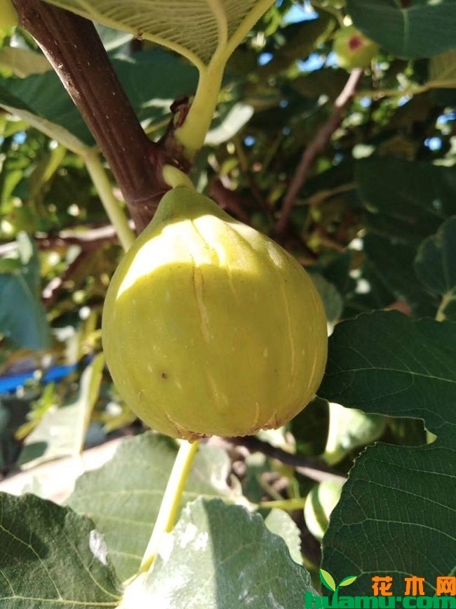 口感最好的无花果品种 口感最好的无花果品种