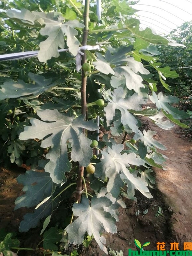 口感最好的无花果品种 口感最好的无花果品种