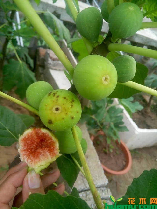 口感最好的无花果品种 口感最好的无花果品种