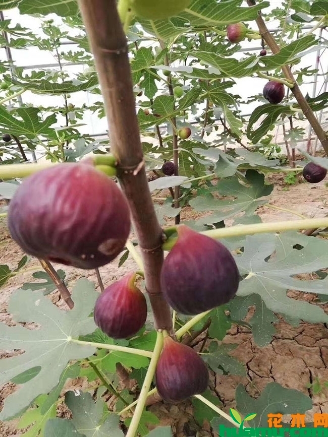 口感最好的无花果品种 口感最好的无花果品种