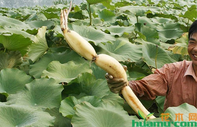 荷花 荷花