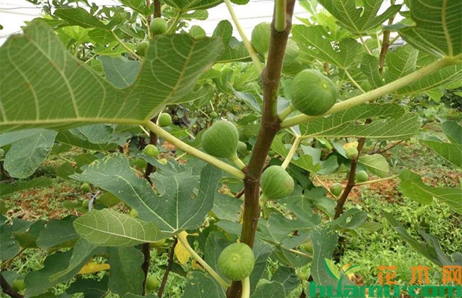 口感最好的无花果品种 口感最好的无花果品种