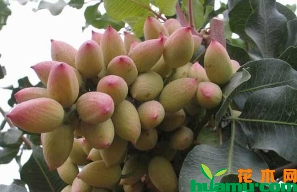 开心果几月成熟？多少钱一斤？种植能赚钱吗？