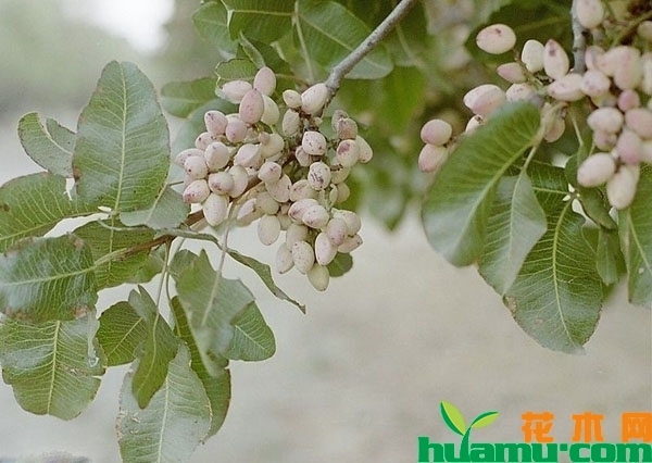 开心果几月成熟？多少钱一斤？种植能赚钱吗？