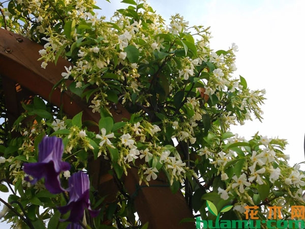 风车茉莉