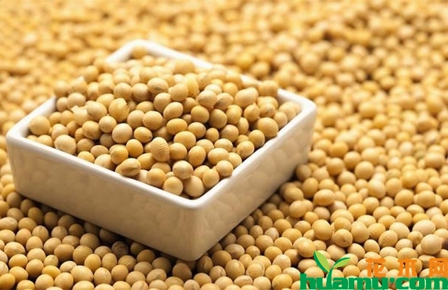 2019大豆行情怎么样?下半年大豆价格涨还是跌? 2019大豆行情怎么样?下半年大豆价格涨还是跌?