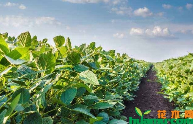 2019大豆行情怎么样?下半年大豆价格涨还是跌? 2019大豆行情怎么样?下半年大豆价格涨还是跌?