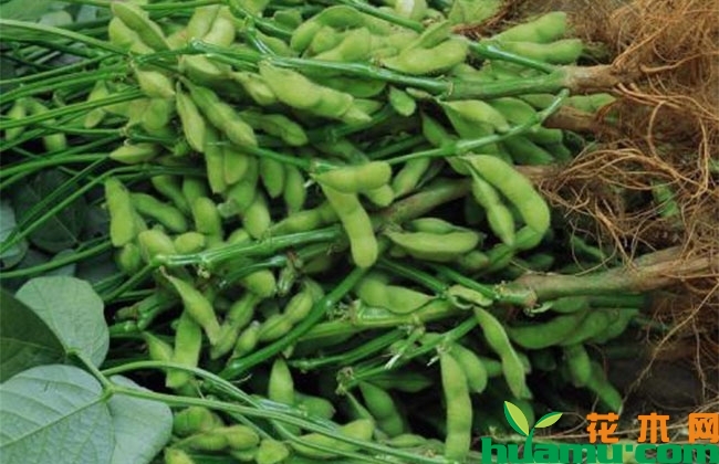 2019大豆行情怎么样?下半年大豆价格涨还是跌? 2019大豆行情怎么样?下半年大豆价格涨还是跌?