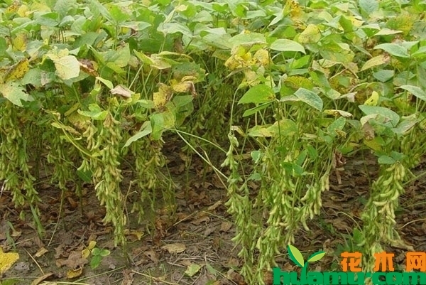 大豆种植