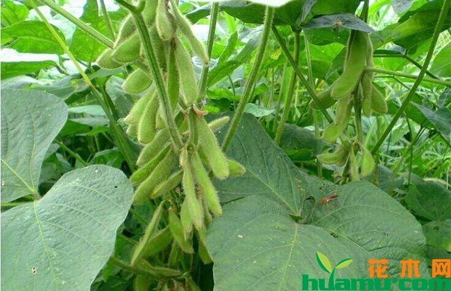 2019大豆行情怎么样?下半年大豆价格涨还是跌? 2019大豆行情怎么样?下半年大豆价格涨还是跌?