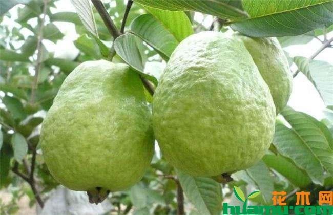 番石榴种植前景怎么样? 番石榴种植前景怎么样?