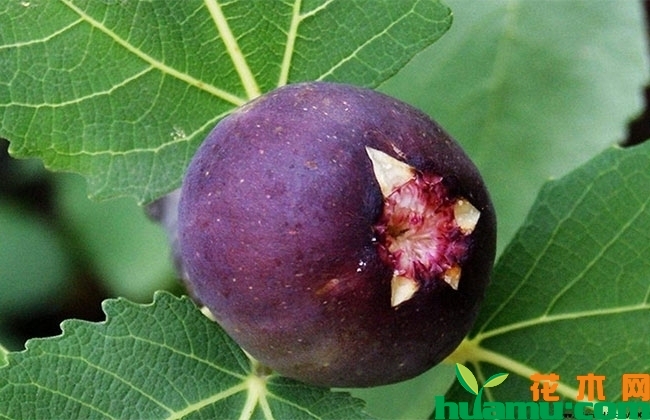 2019无花果市场行情怎样?哪些品种最好卖? 2019无花果市场行情怎样?哪些品种最好卖?
