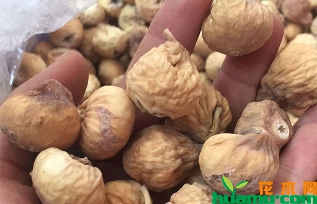 2019无花果市场行情怎样?哪些品种最好卖? 2019无花果市场行情怎样?哪些品种最好卖?