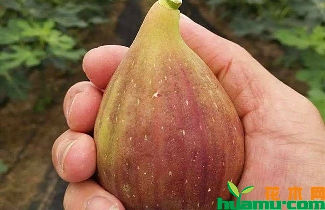 2019无花果市场行情怎样?哪些品种最好卖? 2019无花果市场行情怎样?哪些品种最好卖?