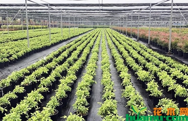 高温天气怀化花卉苗木销售“惨淡” 高温天气怀化花卉苗木销售“惨淡”