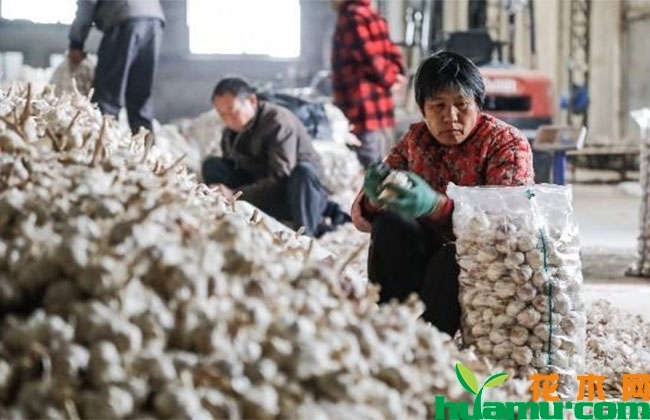 今年下半年大蒜行情怎么样?会持续走高还是下跌? 今年下半年大蒜行情怎么样?会持续走高还是下跌?