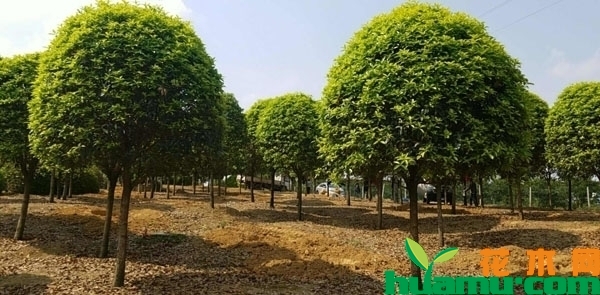 苗圃基地