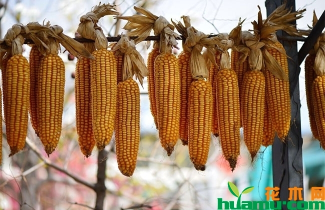 2019下半年玉米行情怎样?玉米价格上涨还是下跌? 2019下半年玉米行情怎样?玉米价格上涨还是下跌?