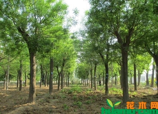 当前苗木市场最缺的6类苗木，你种了吗？