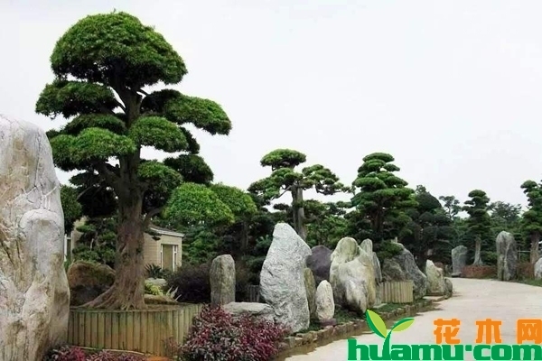 苗木基地实拍