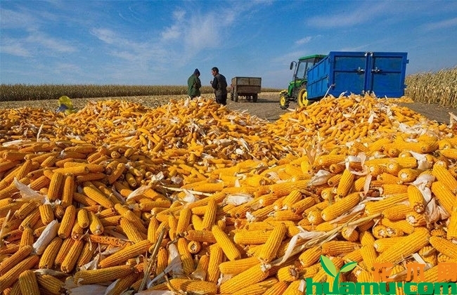 2019下半年玉米行情怎样?玉米价格上涨还是下跌? 2019下半年玉米行情怎样?玉米价格上涨还是下跌?