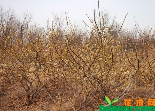 苗木基地实拍