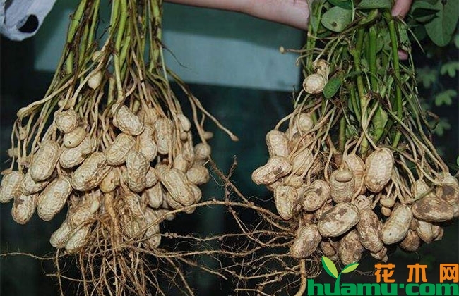 2019年下半年花生行情怎么样?未来行情趋势如何? 2019年下半年花生行情怎么样?未来行情趋势如何?
