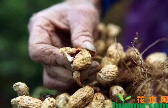 2019年下半年花生行情怎么样?未来行情趋势如何? 2019年下半年花生行情怎么样?未来行情趋势如何?