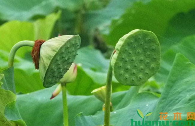 荷花 荷花