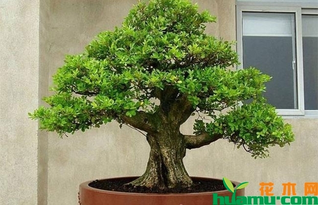 小叶黄杨盆景价值 小叶黄杨盆景价值