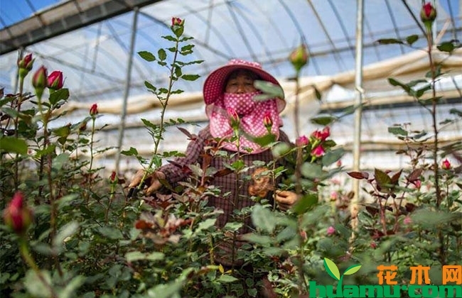 七夕节来临:昆明斗南花市鲜花价格冰火两重天 七夕节来临:昆明斗南花市鲜花价格冰火两重天