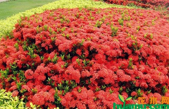 七夕节来临:昆明斗南花市鲜花价格冰火两重天 七夕节来临:昆明斗南花市鲜花价格冰火两重天