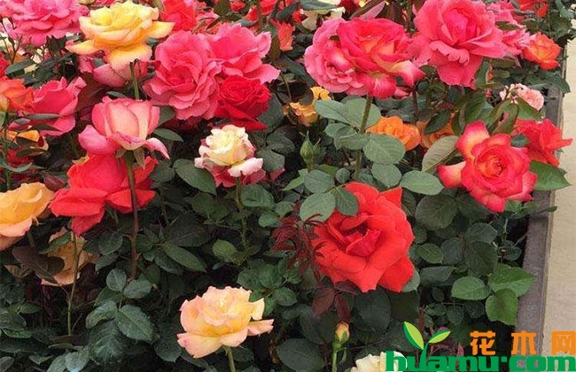 七夕节来临:昆明斗南花市鲜花价格冰火两重天 七夕节来临:昆明斗南花市鲜花价格冰火两重天