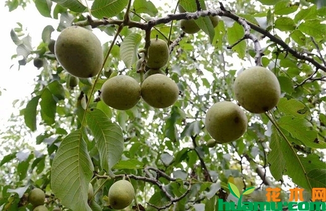 2019年核桃市场行情怎么样？核桃种植前景分析