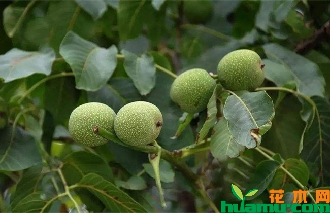 2019年核桃市场行情怎么样?核桃种植前景分析 2019年核桃市场行情怎么样?核桃种植前景分析