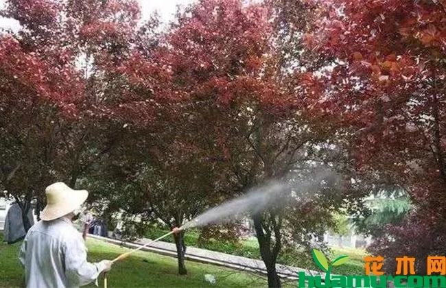 苗木升值全靠“树形” 苗木升值全靠“树形”