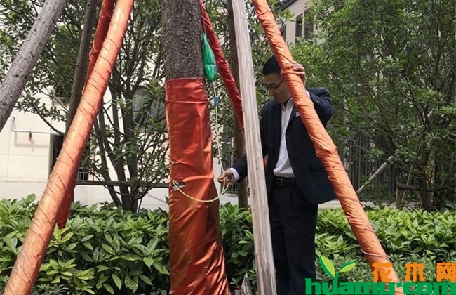 苗木升值全靠“树形” 苗木升值全靠“树形”